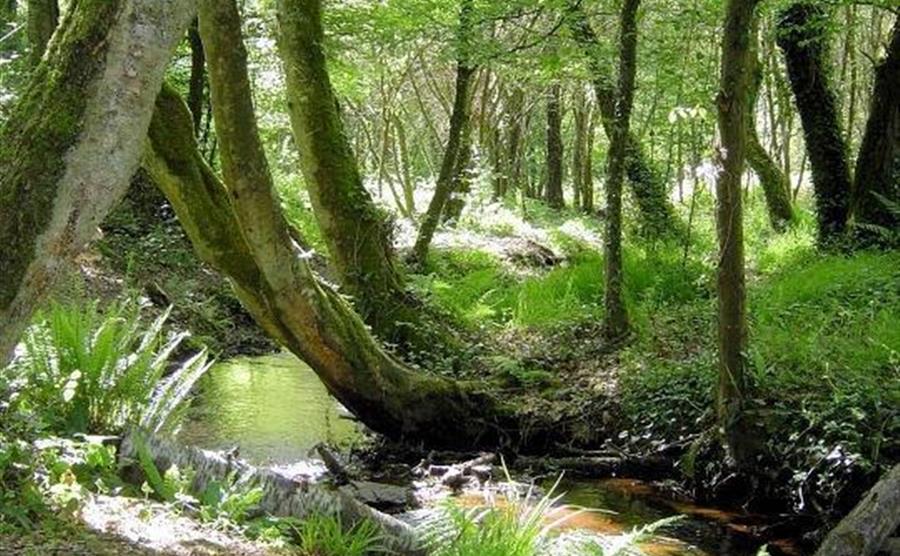 La forêt de Brocéliande dans le Morbihan