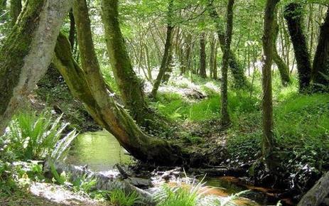 La forêt de Brocéliande dans le Morbihan