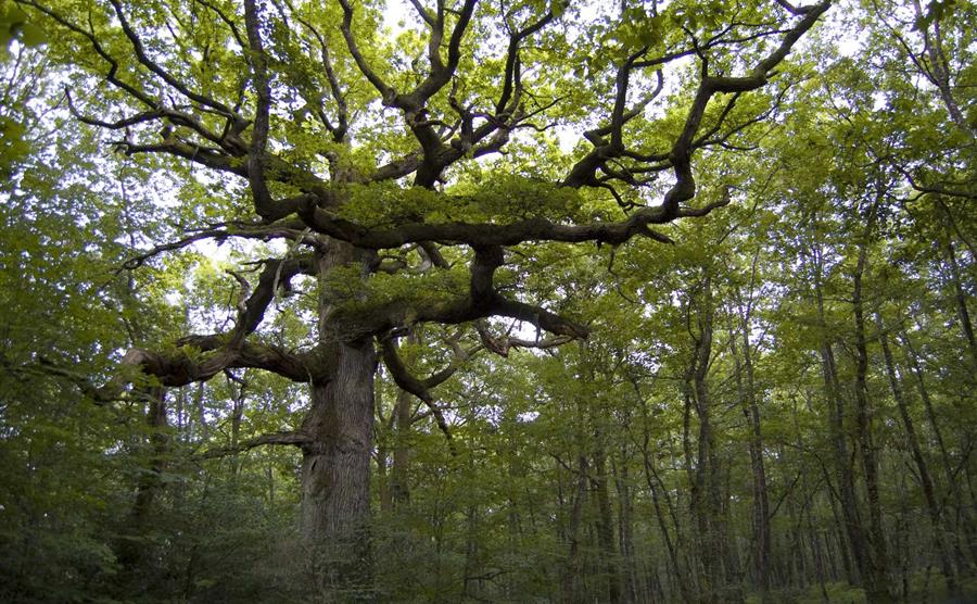 La forêt de Brocéliande dans le Morbihan